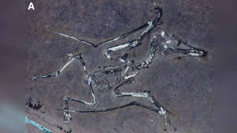 Ces fossiles extraordinaires du Jurassique dévoilent la tragique fin des jeunes ptérosaures 1 Fossile du pterodattilo Lucky 1. Crédit : Université de Leicester