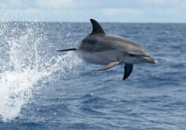 Dauphins tropicaux aux Açores : des images captivantes de la rencontre avec les dauphins tachetés de l'Atlantique dans l'océan 15 Une stenella maculata atlantica (Stenella frontalis) fait un saut spectaculaire devant l'île de Pico, Açores. Crédit : Andrea Centini