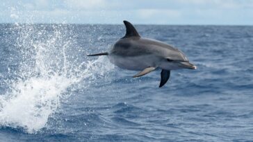 Une stenella maculata atlantica (Stenella frontalis) fait un saut spectaculaire devant l'île de Pico, Açores. Crédit : Andrea Centini