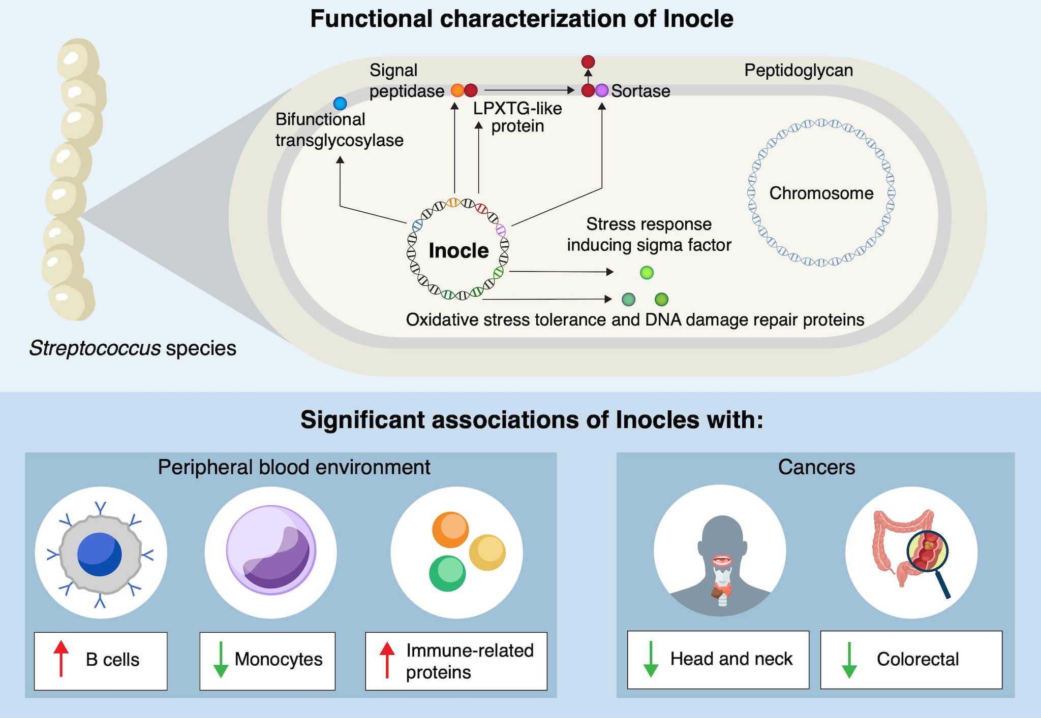 Des cercles étranges de l'ADN découverts dans la bouche liés à une potentielle protection contre les cancers 3 La présence des Inocles dans les bactéries buccales et leur association avec le cancer. Crédit : Kiguchi et al./Nature Communications