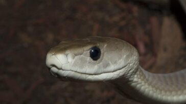 Dévoilé : le trouble phénomène du venin des mambas et pourquoi certains patients se détériorent après l'antidote 3 Mamba noir. Crédit : iStock