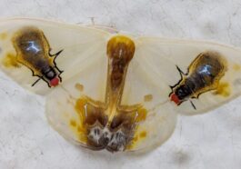 Une mite de l'espèce Macrocilix maia