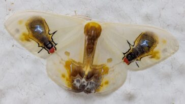 L'art de la tromperie : comment la Macrocilix maia déjoue les prédateurs grâce à son mimétisme 9 Une mite de l'espèce Macrocilix maia