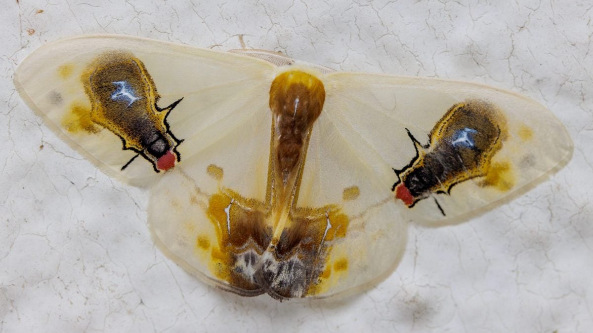 L'art de la tromperie : comment la Macrocilix maia déjoue les prédateurs grâce à son mimétisme 2 Une mite de l'espèce Macrocilix maia