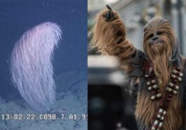 À gauche, le corail Iridogorgia chewbacca, à droite, le personnage de Star Wars