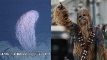 Le corail Chewbacca : une fascinante espèce marine qui rend hommage à un héros de Star Wars 6 À gauche, le corail Iridogorgia chewbacca, à droite, le personnage de Star Wars