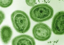 Les micro-organismes producteurs d'oxygène que nous respirons sont en danger : une étude alarmante publiée dans Nature 104 Prochlorococcus marinus. Crédit : Wikipedia