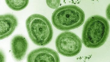Les micro-organismes producteurs d'oxygène que nous respirons sont en danger : une étude alarmante publiée dans Nature 3 Prochlorococcus marinus. Crédit : Wikipedia