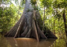 Un grand arbre de la forêt amazonienne