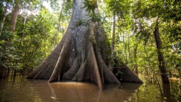 Pourquoi les arbres de la forêt amazonienne grandissent-ils sans cesse ? 18 Un grand arbre de la forêt amazonienne