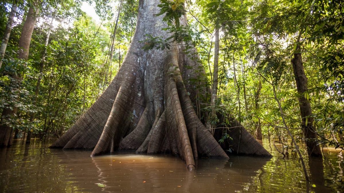 Pourquoi les arbres de la forêt amazonienne grandissent-ils sans cesse ? 2 Un grand arbre de la forêt amazonienne