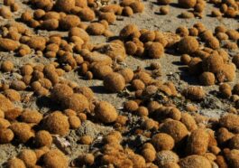 Que sont ces boules marron qui apparaissent sur la plage : découvrez comment la mer utilise cet astucieux procédé pour se débarrasser du plastique 80 Image