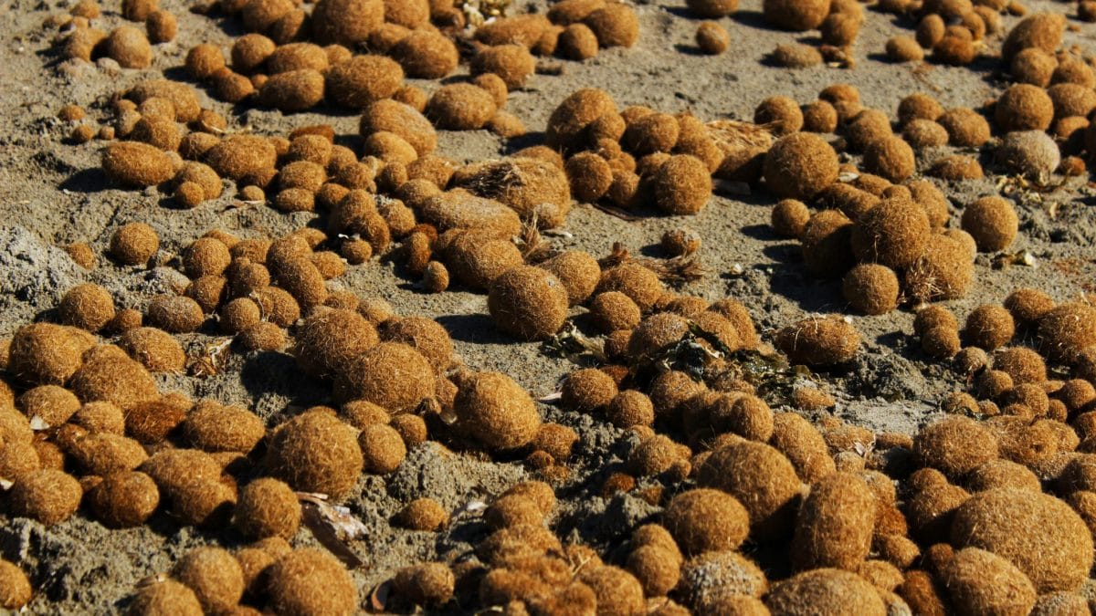 Que sont ces boules marron qui apparaissent sur la plage : découvrez comment la mer utilise cet astucieux procédé pour se débarrasser du plastique 2 Image