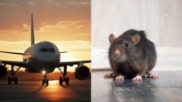 Un rat s'envole pour l'Europe depuis les États-Unis, mais le voyage prend une tournure inattendue 23 Image