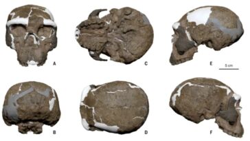 Un crâne vieux d'un million d'années pourrait transformer notre compréhension de l'évolution humaine, la découverte : "C'était incroyable" 9 SCIENCE | Reconstruction numérique du crâne Yunxian 2 d'une étude sur la position phylogénétique du crâne de Yunxian, éclairant l'origine de l'Homo longi et des Denisoviens