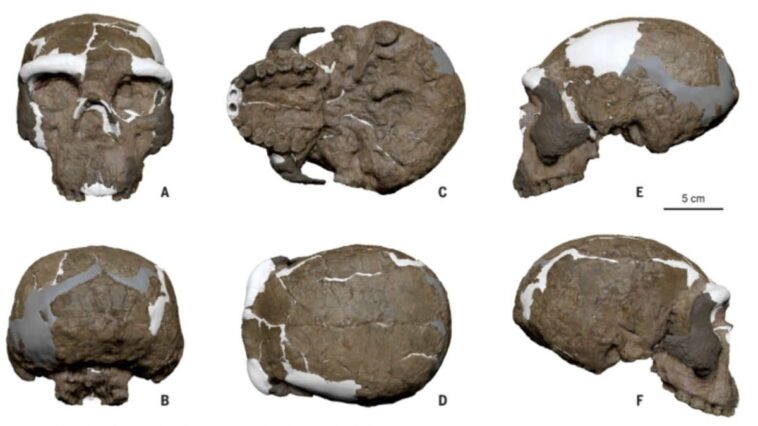Un crâne vieux d'un million d'années pourrait transformer notre compréhension de l'évolution humaine, la découverte : "C'était incroyable" 1 SCIENCE | Reconstruction numérique du crâne Yunxian 2 d'une étude sur la position phylogénétique du crâne de Yunxian, éclairant l'origine de l'Homo longi et des Denisoviens