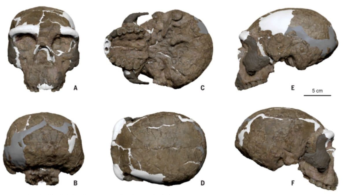 Un crâne vieux d'un million d'années pourrait transformer notre compréhension de l'évolution humaine, la découverte : "C'était incroyable" 2 SCIENCE | Reconstruction numérique du crâne Yunxian 2 d'une étude sur la position phylogénétique du crâne de Yunxian, éclairant l'origine de l'Homo longi et des Denisoviens