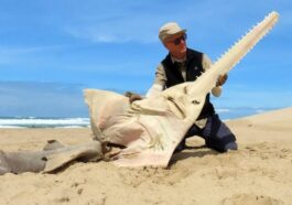 Le poisson scie retrouvé sur la plage sud-africaine. Crédit : Kevin Cole