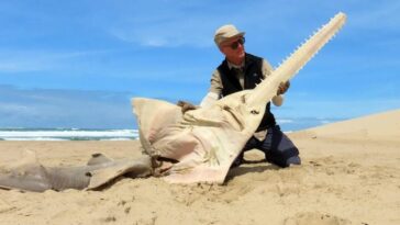 Un énorme poisson-scie échoué en Afrique du Sud, considéré comme éteint localement : peut-être tué par une orque 15 Le poisson scie retrouvé sur la plage sud-africaine. Crédit : Kevin Cole