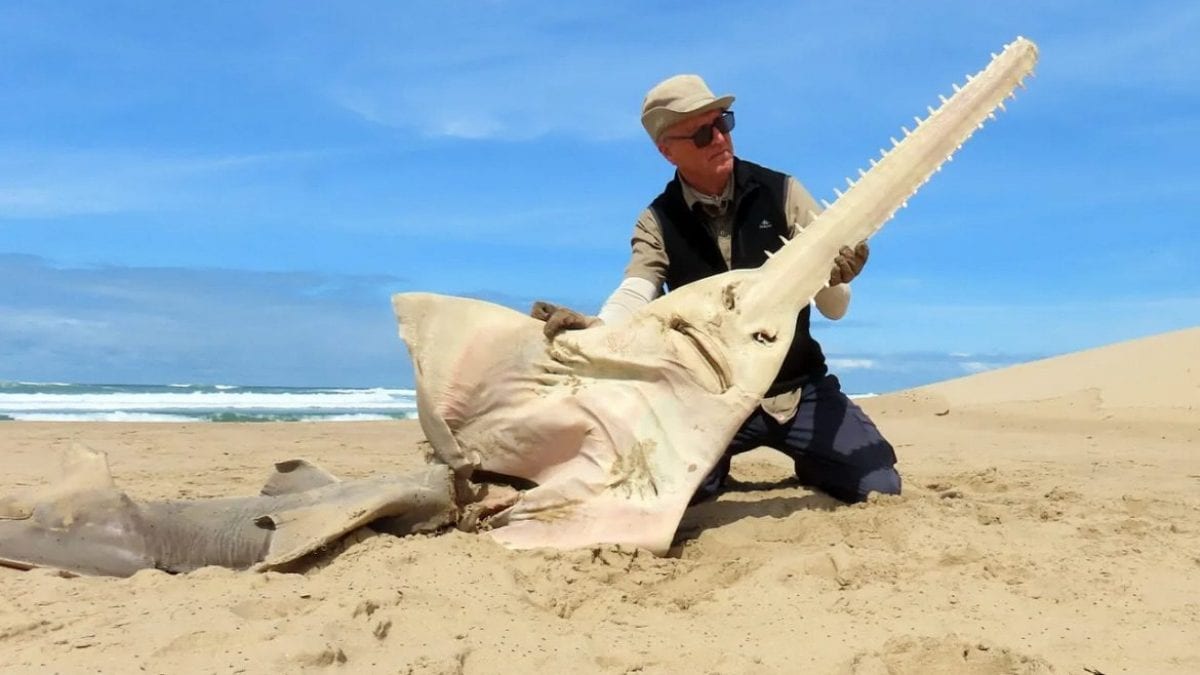 Un énorme poisson-scie échoué en Afrique du Sud, considéré comme éteint localement : peut-être tué par une orque 2 Le poisson scie retrouvé sur la plage sud-africaine. Crédit : Kevin Cole