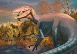 Illustration du megaraptor Joaquinraptor casali. Crédit: Andrew McAfee / Carnegie Museum of Natural History