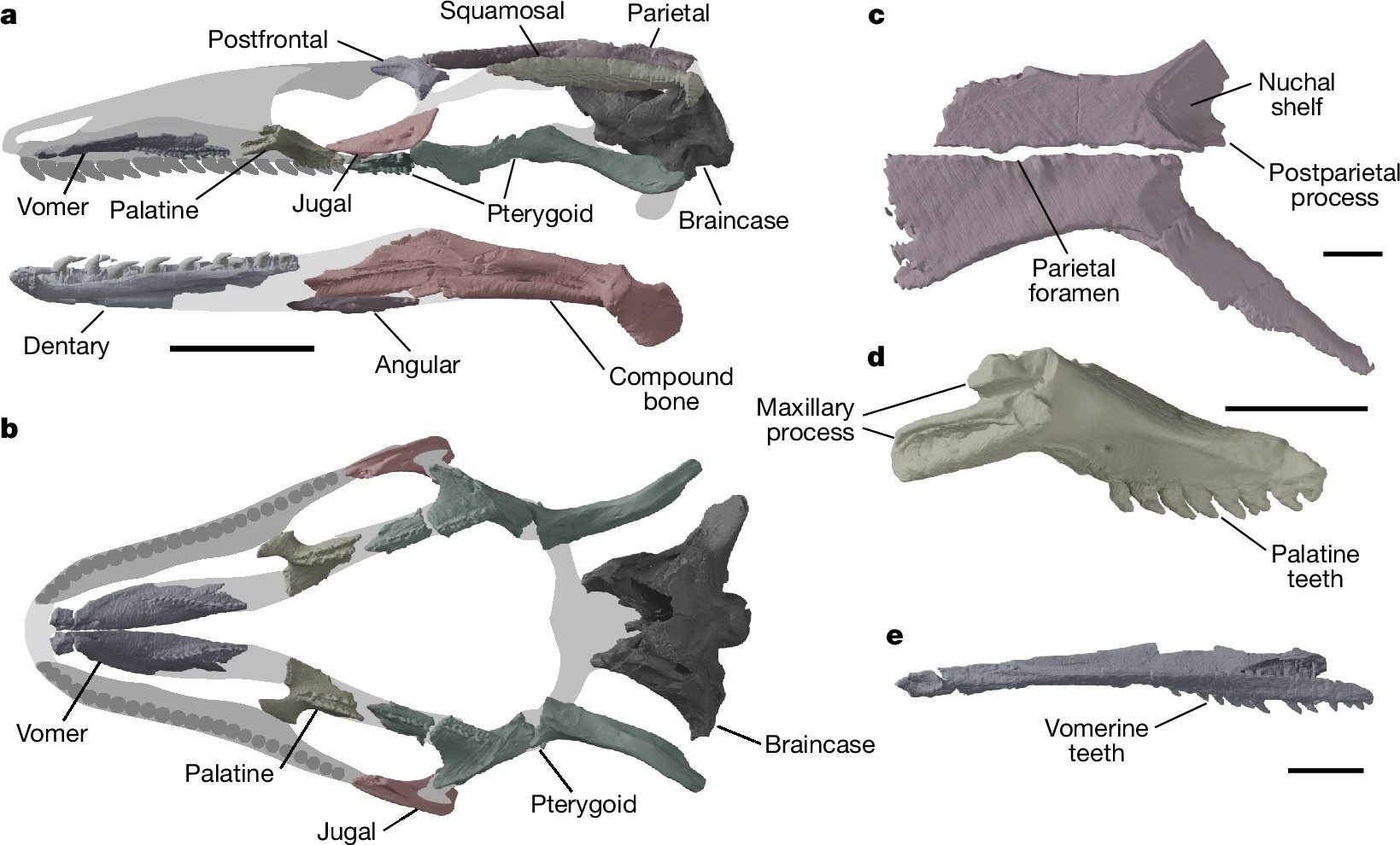 Les restes du crâne fossile. Crédit : Benson et al. / Nature