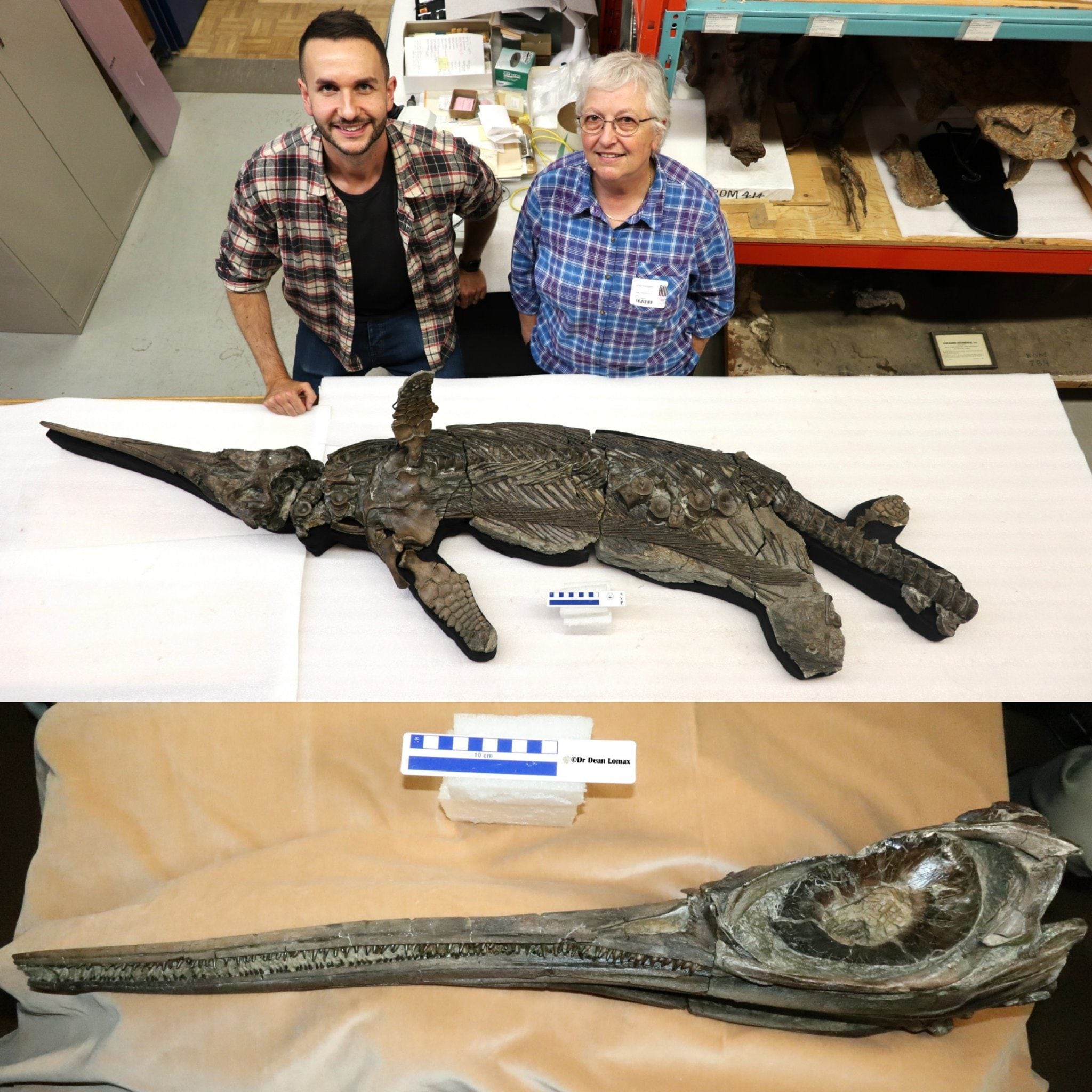 Le fossile d'un dragon épée du Jurassique : une merveille qui révèle sa mort et son dernier festin 3 Le fossile de "drago spada" Xiphodracon goldencapensis, Crédit : Dean Lomax