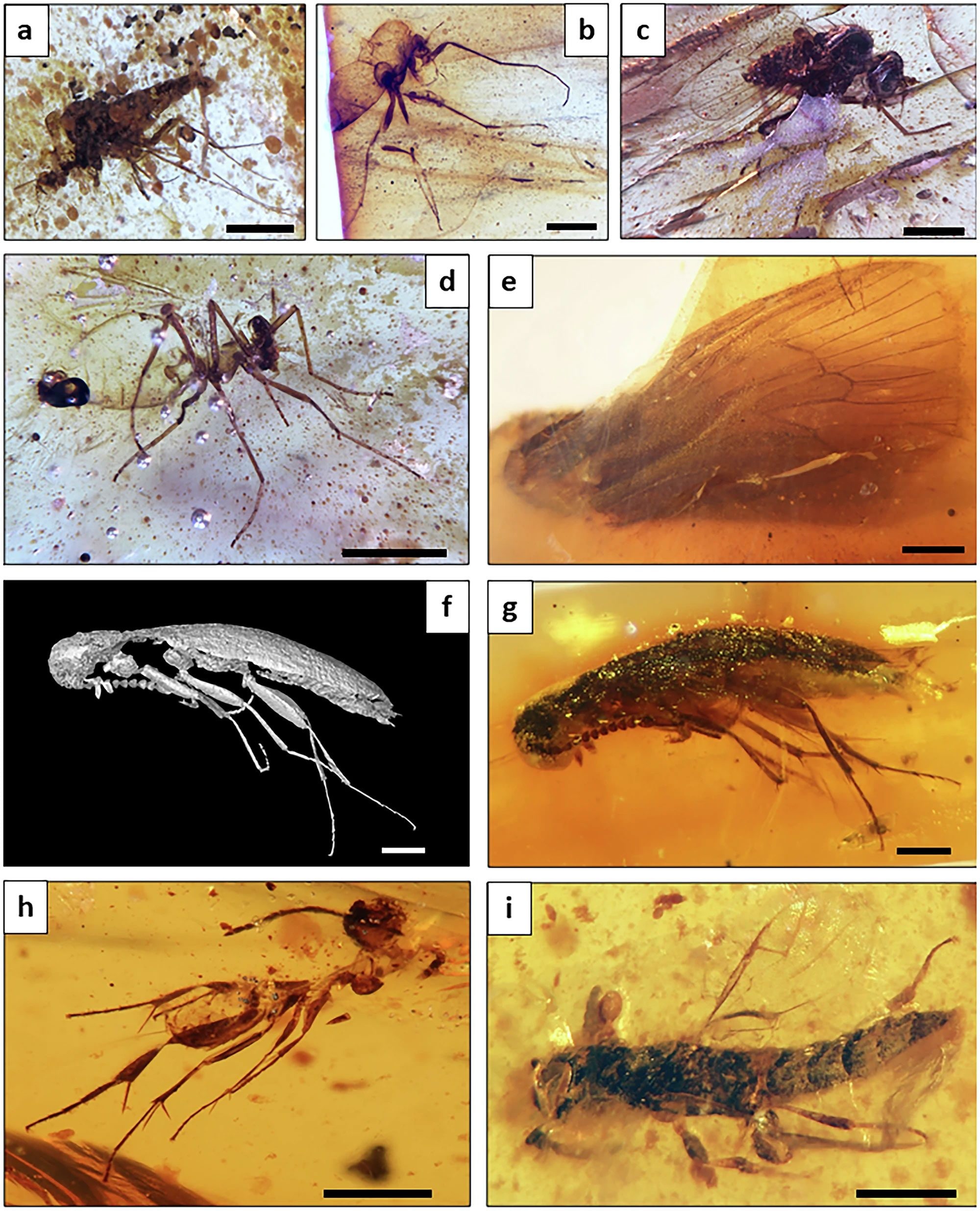 En Équateur, des insectes vieux de 112 millions d'années dans l'ambre : un aperçu fascinant d'une forêt disparue 3 Certains des insectes piégés dans l'ambre de Genoveva (Équateur). Ordre des Diptères : a) Ceratopogonidae, Archiaustroconops ; b) Chironomidae ; c) Dolichopodidae, Microphorites n. sp ; d) Chironomidae. e) Trichoptera, spécimen incomplet montrant la nervure de l'aile antérieure dans cette vue ; f, g) Coléoptères : Tetratomidae ; Hyménoptères : h) †Stigmaphronidae et i) Scelionidae / Crédit : Communications Earth & Environment 2025