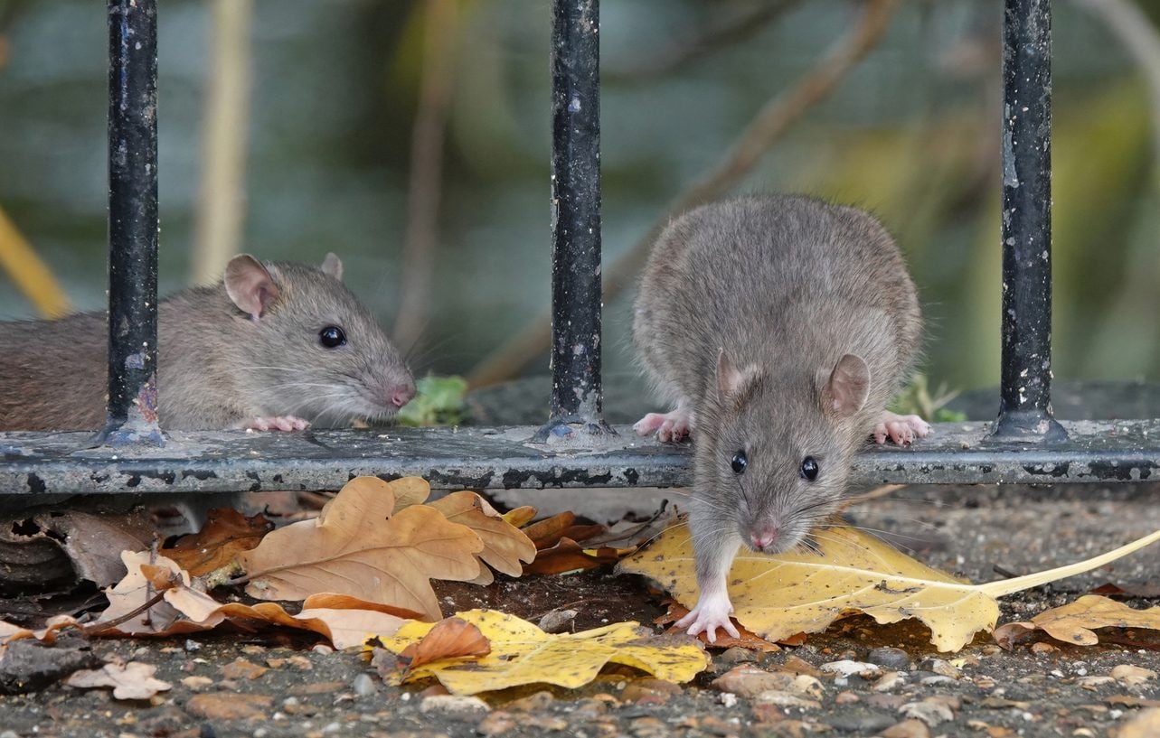 Dévoilé le mystère du « trou de rat », cette étrange formation apparue aux États-Unis il y a 20 ans : une révélation inattendue 3 Rongeurs