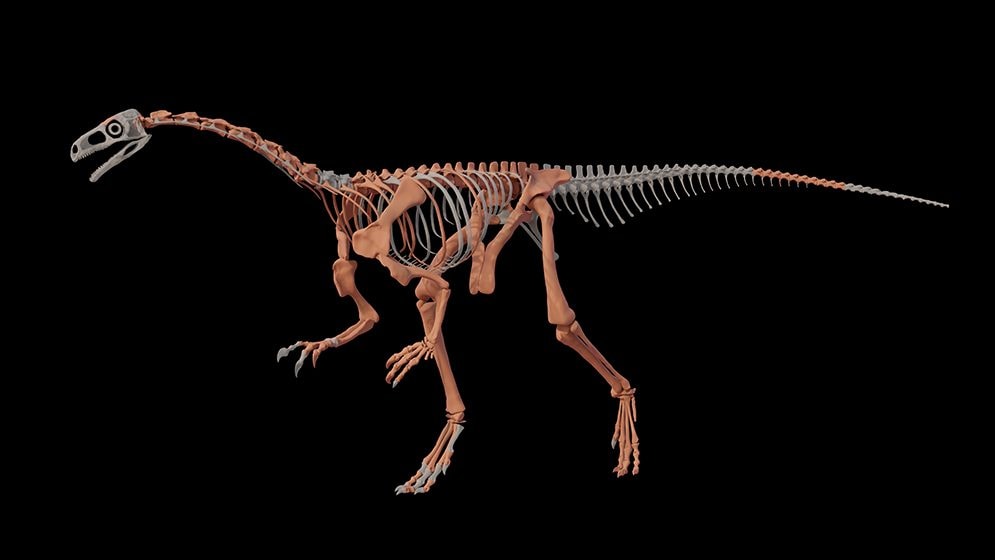 La découverte d'un fossile de l'un des dinosaures les plus anciens en Argentine : un "collo long" vieux de 230 millions d'années 4 Reconstruction 3D de Huayracursor jaguensis. Crédit : Martín Hechenleitner et Malena Juarez.