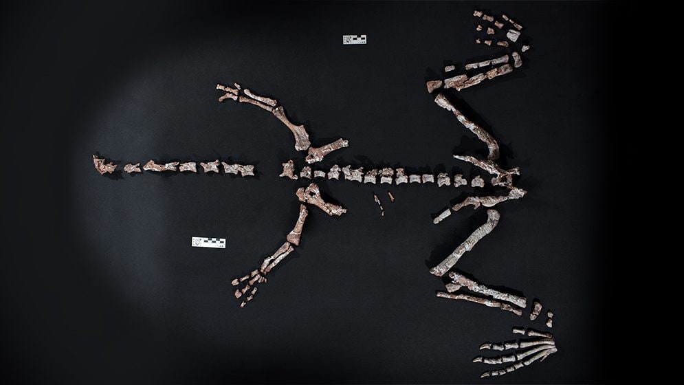 La découverte d'un fossile de l'un des dinosaures les plus anciens en Argentine : un "collo long" vieux de 230 millions d'années 3 Fossile presque complet de Huayracursor jaguensis. Crédit : CONICET