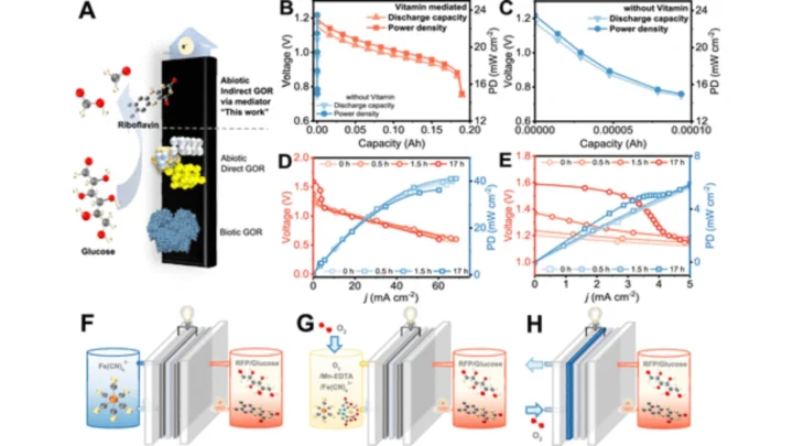 Innovation : une batterie révolutionnaire créée à partir de vitamine B2 et de sucre, inspirée du métabolisme humain 5 1760820156 722 Innovation une batterie revolutionnaire creee a partir de vitamine.webp