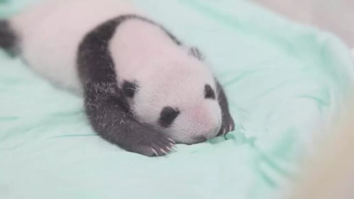 Un parc en Chine réussit à reproduire artificiellement un panda géant 3 Panda-géant avec un peu plus d'un mois de vie