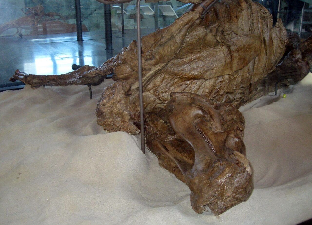 Découverte des "momies de dinosaures" avec des sabots, les premières jamais observées chez un reptile et chez n'importe quel animal 3 Une "mummie" d'edmontosaurus. Crédit: Wikipedia