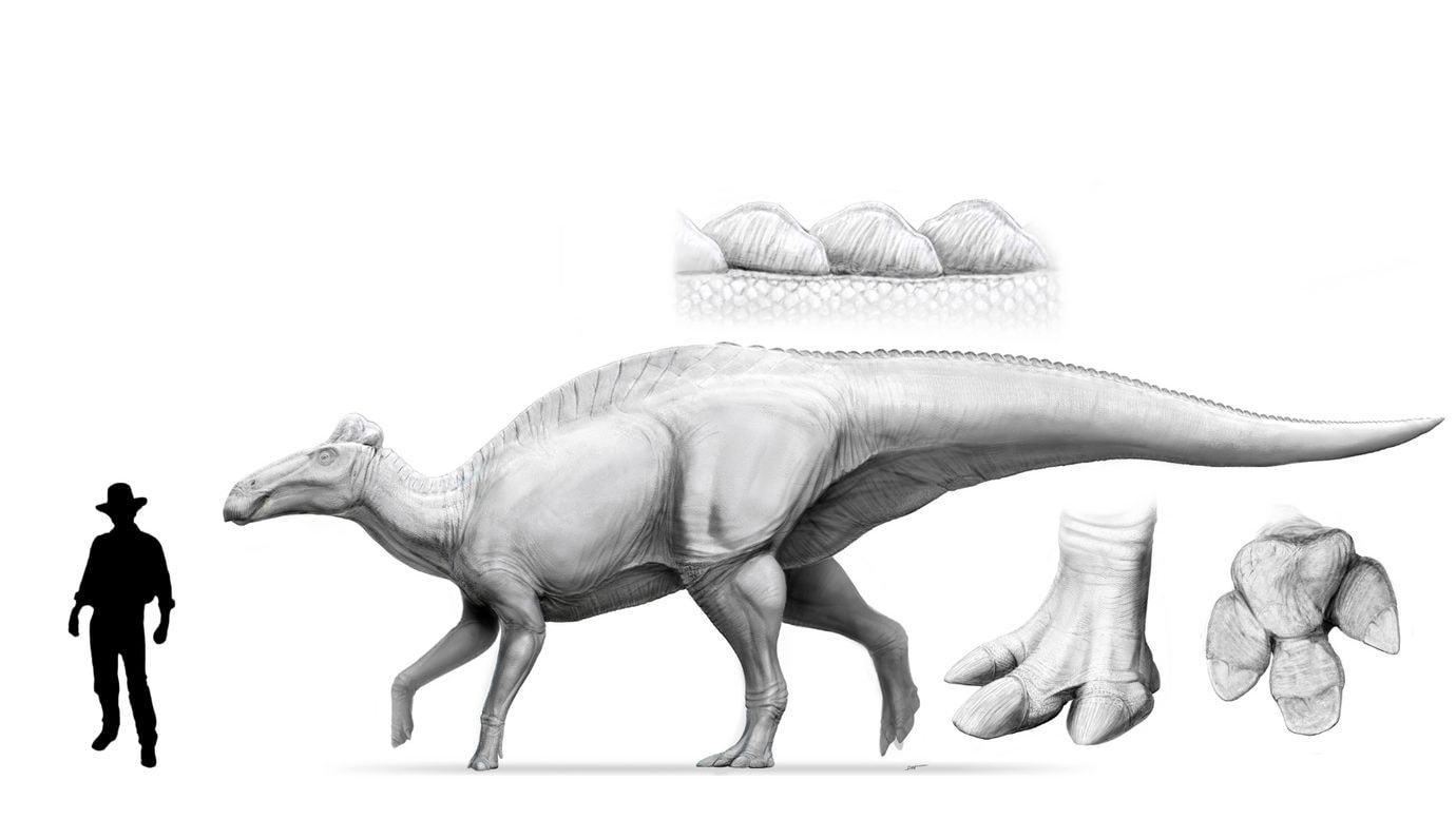 Découverte des "momies de dinosaures" avec des sabots, les premières jamais observées chez un reptile et chez n'importe quel animal 4 Reconstitution d'un edmontosaurus près du professeur Alan Grant de Jurassic Park. Crédit: Dani Navarro