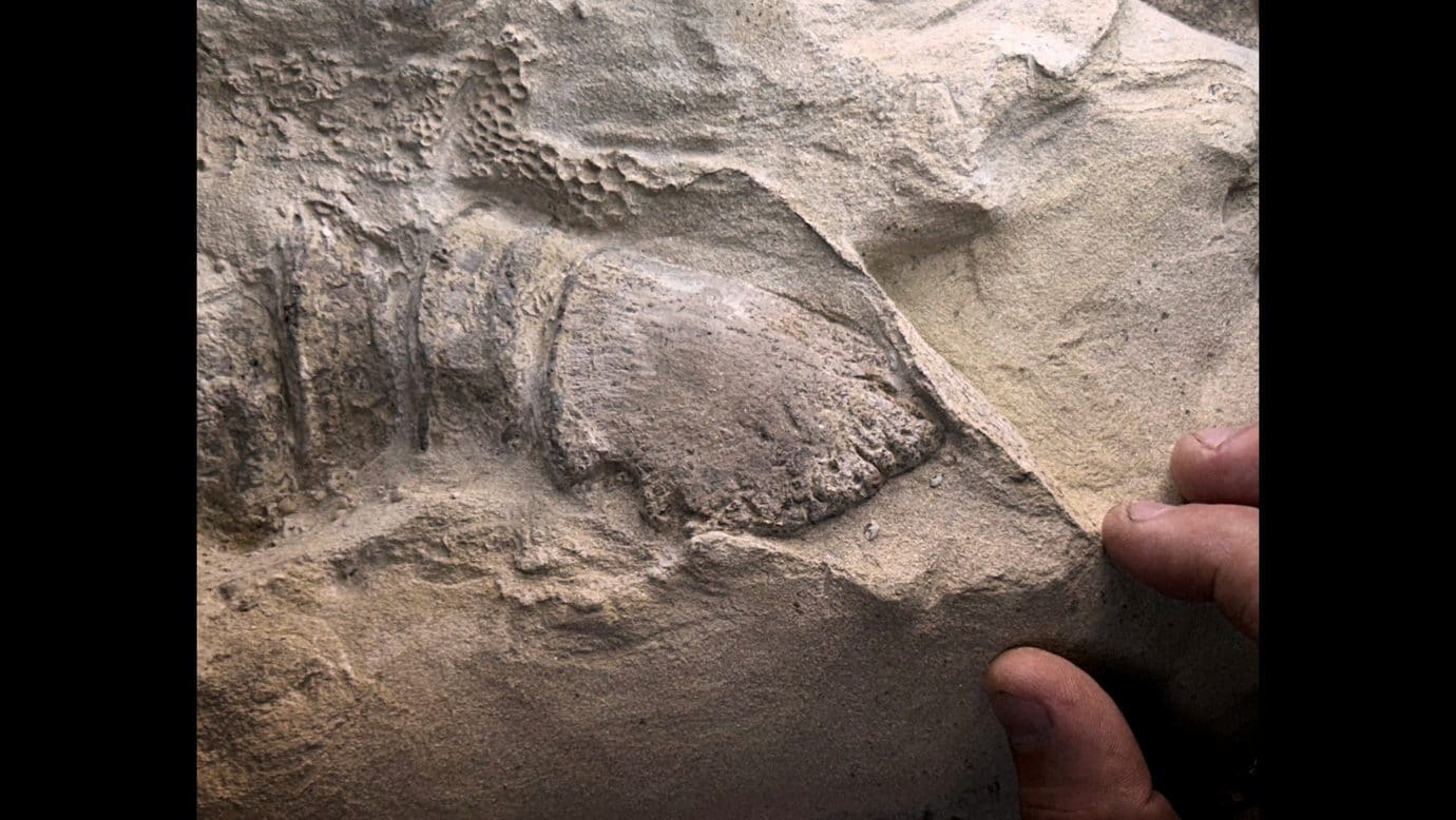 Découverte des "momies de dinosaures" avec des sabots, les premières jamais observées chez un reptile et chez n'importe quel animal 5 Détail du sabot du jeune edmontosaurus. Crédit: Tyler Keillor/Fossil Lab