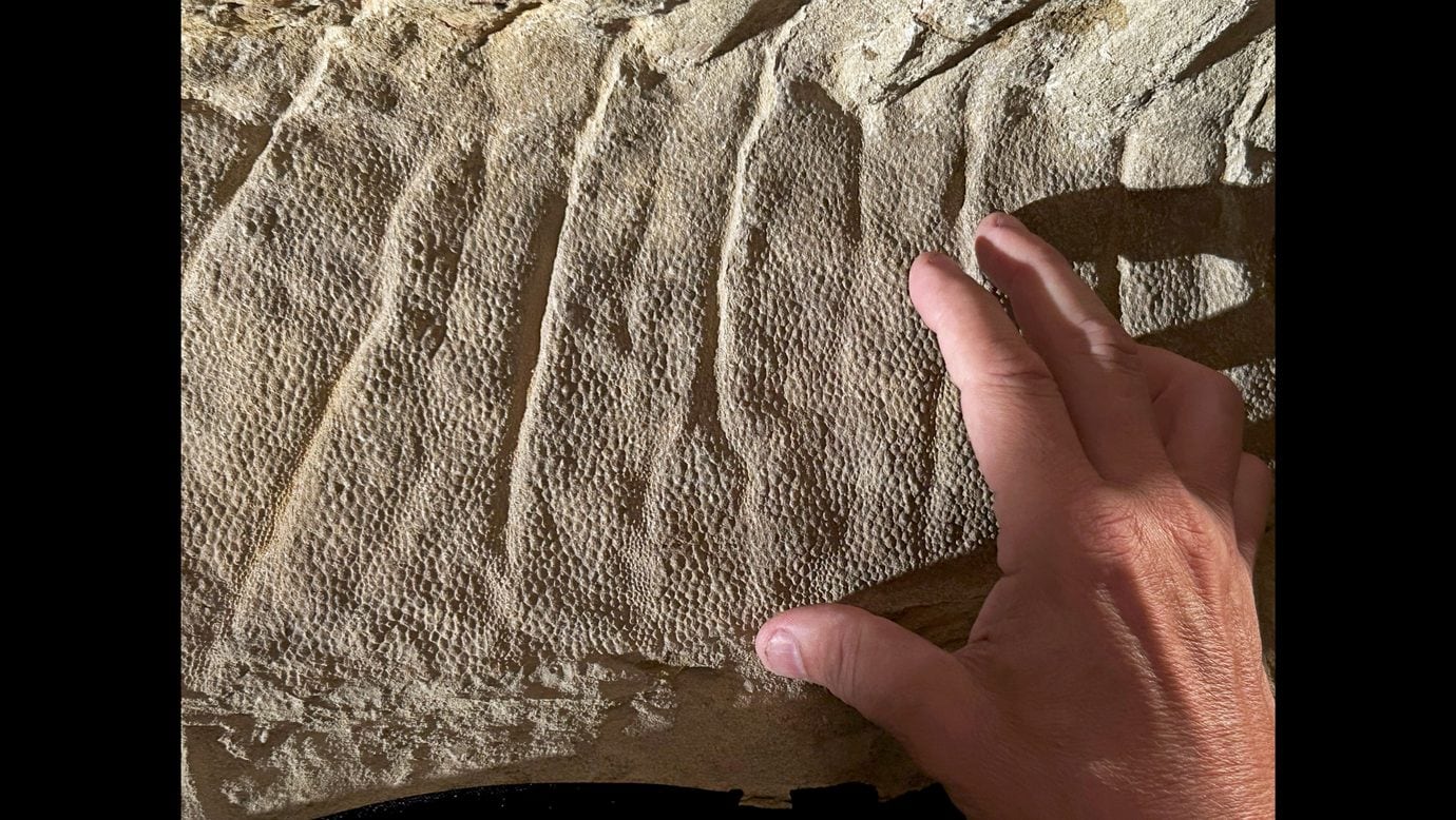 Découverte des "momies de dinosaures" avec des sabots, les premières jamais observées chez un reptile et chez n'importe quel animal 6 Détail de la peau. Crédit: Tyler Keillor/Fossil Lab
