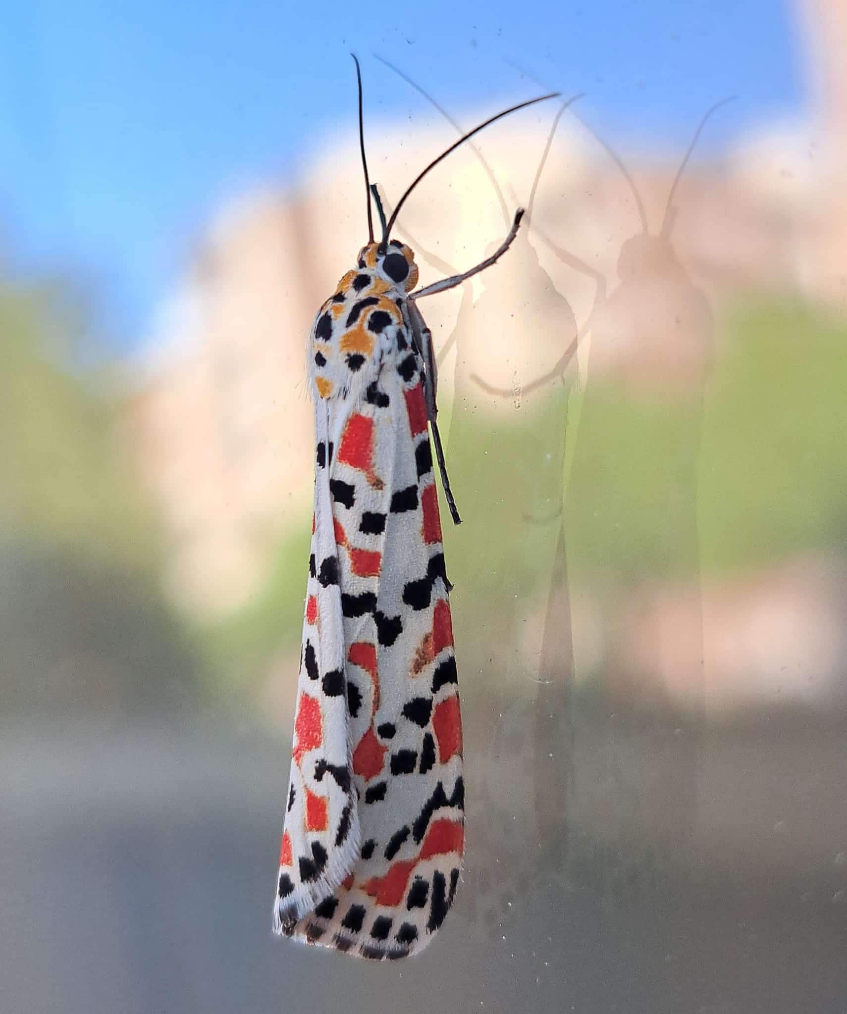 Papillon aux couleurs éclatantes photographié à Rome, l'écologue Bonifazi : « C'est ainsi car il est toxique » 3 Falena Utetheisa pulchella a Roma. Crédit : Andrea Bonifazi
