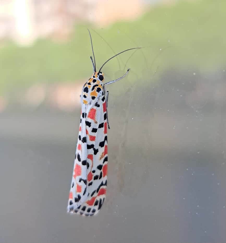 Papillon aux couleurs éclatantes photographié à Rome, l'écologue Bonifazi : « C'est ainsi car il est toxique » 4 Falena Utetheisa pulchella