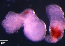 Deux érythroïdes avec le sang rouge bien visible à l'œil nu. Crédit : Université de Cambridge