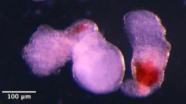 Créez des modèles d'embryons humains avec des cellules cardiaques battantes et producteurs de sang : quelle est leur utilité ? 11 Deux érythroïdes avec le sang rouge bien visible à l'œil nu. Crédit : Université de Cambridge