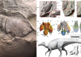 À gauche, détail d'un sabot fossilisé. Crédit: Tyler Keillor/Fossil Lab À droite, structure des sabots. Crédit: Sereno et al. / Science