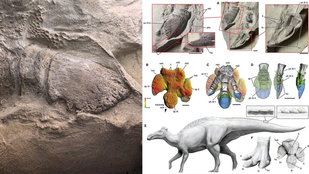 Découverte des "momies de dinosaures" avec des sabots, les premières jamais observées chez un reptile et chez n'importe quel animal 2 À gauche, détail d'un sabot fossilisé. Crédit: Tyler Keillor/Fossil Lab À droite, structure des sabots. Crédit: Sereno et al. / Science