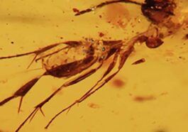 L'un des insectes piégés dans l'ambre datant de 112 millions d'années / Crédit : Communications Earth & Environment 2025