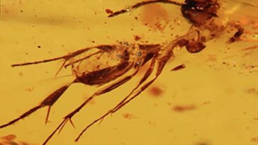 En Équateur, des insectes vieux de 112 millions d'années dans l'ambre : un aperçu fascinant d'une forêt disparue 20 L'un des insectes piégés dans l'ambre datant de 112 millions d'années / Crédit : Communications Earth & Environment 2025