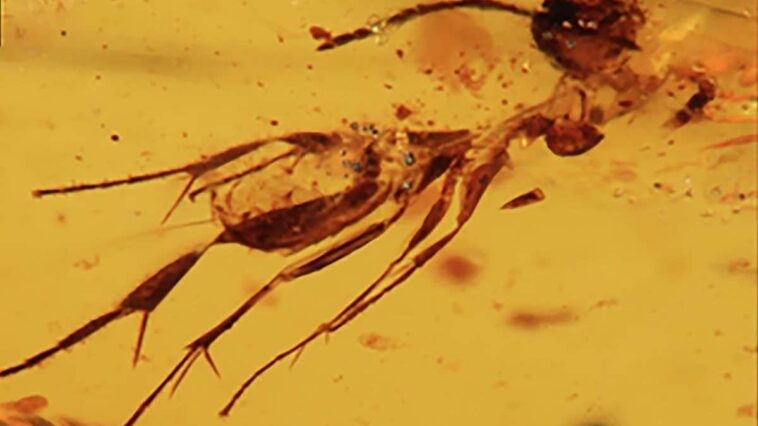En Équateur, des insectes vieux de 112 millions d'années dans l'ambre : un aperçu fascinant d'une forêt disparue 1 L'un des insectes piégés dans l'ambre datant de 112 millions d'années / Crédit : Communications Earth & Environment 2025