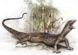 Illustration du reptile préhistorique Breugnathair elgolensis. Crédit : National Museums Scotland / Brennan Stokkermans