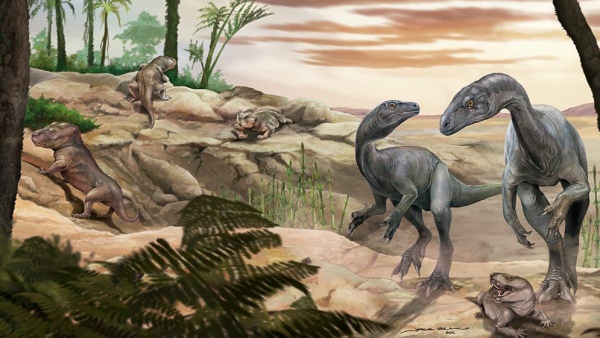 La découverte d'un fossile de l'un des dinosaures les plus anciens en Argentine : un "collo long" vieux de 230 millions d'années 2 Représentation artistique de Huayracursor jaguensis, un ancien 'col long'. Crédit : Jorge Blanco