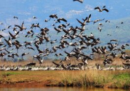 La grippe aviaire en Allemagne fait plus de 1.000 victimes parmi les grues : l'alerte est donnée dans les élevages de volaille 76 Image