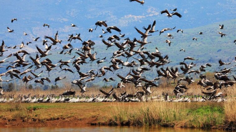 La grippe aviaire en Allemagne fait plus de 1.000 victimes parmi les grues : l'alerte est donnée dans les élevages de volaille 1 Image